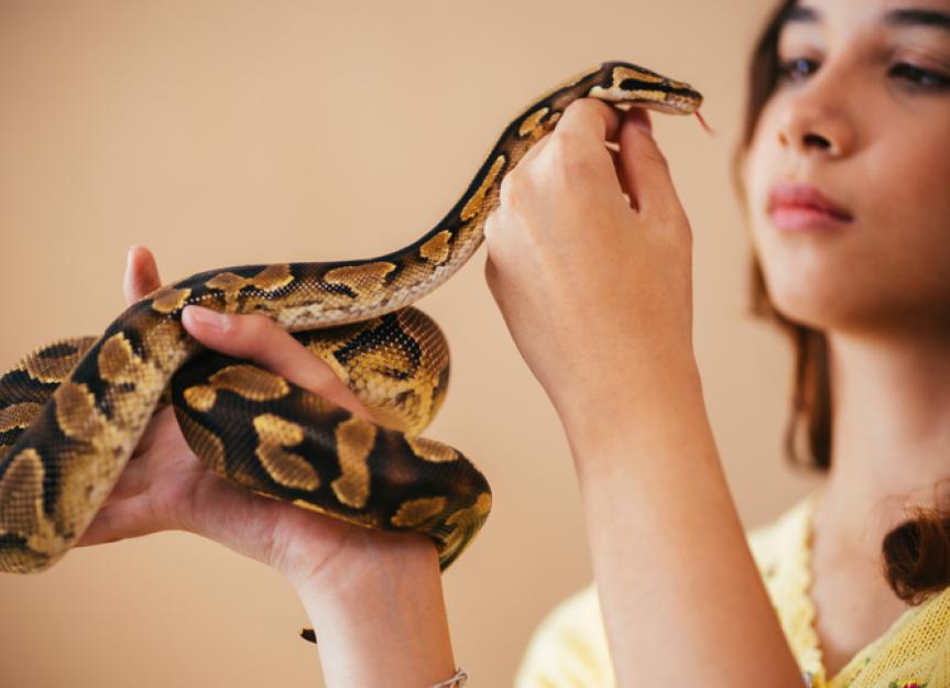 Image showcasing 8 Popular Pet Snake Species | PetMD